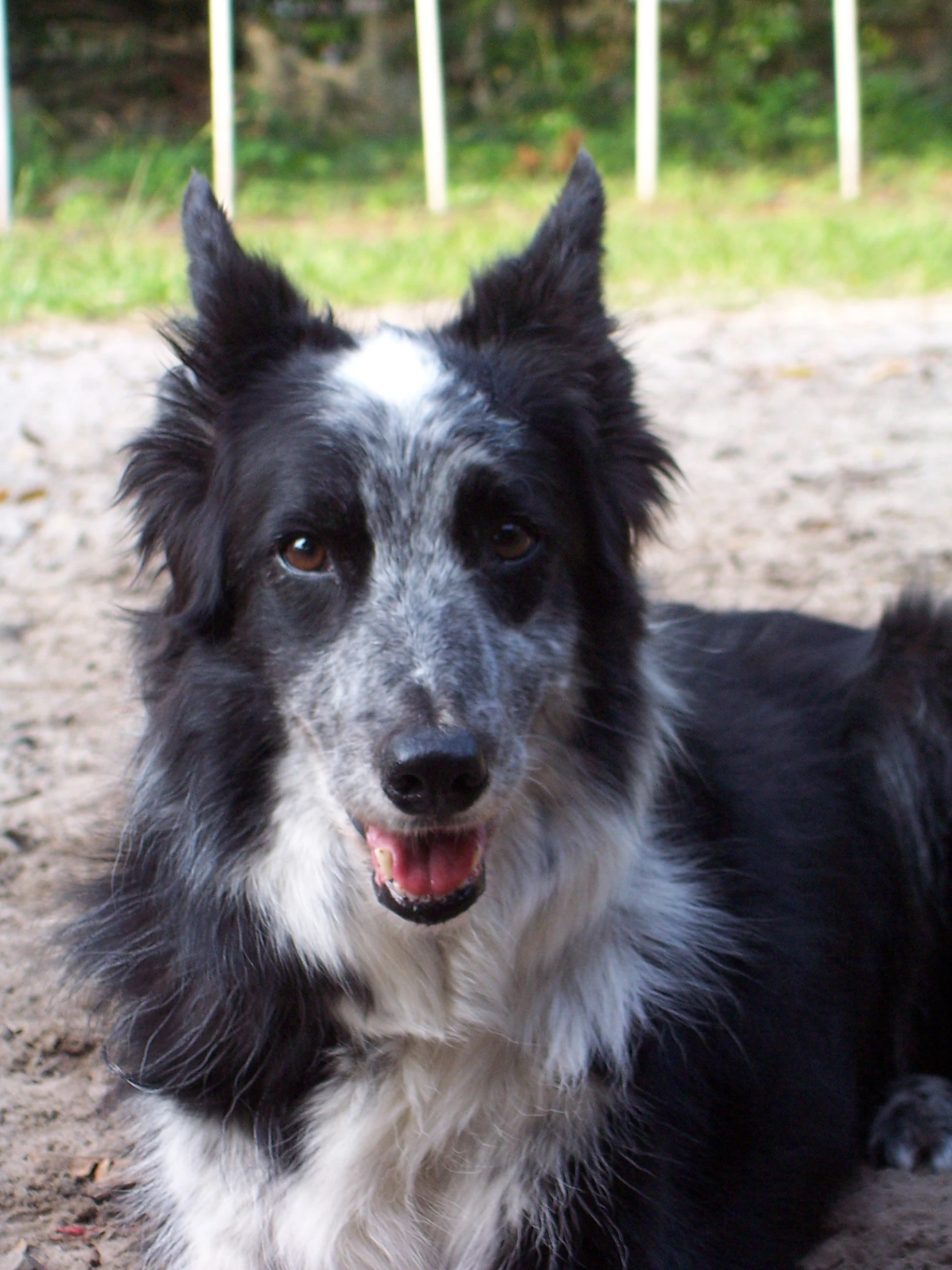 a close up of a dog with a ball on the ground