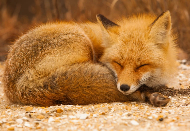 a red fox sleeping next to its parent