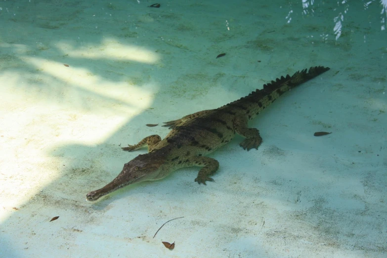 a very cute little alligator swimming in some water