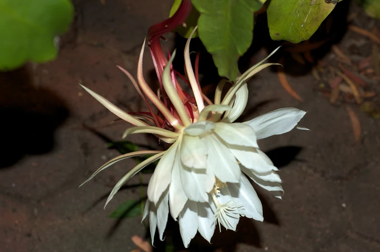 a flower with large red stems on top