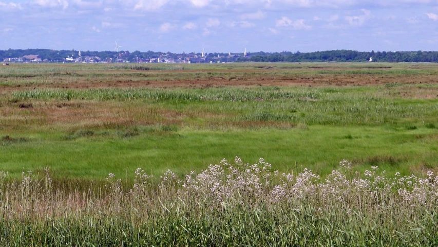 a small cow in a large grassy field