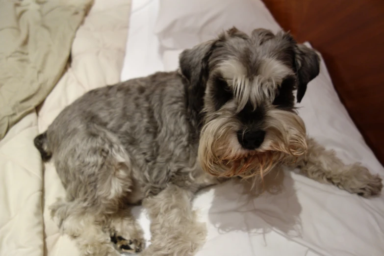 a small dog laying on a bed looking at the camera