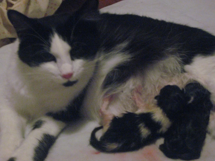 a black and white cat laying on a bed with a mouse