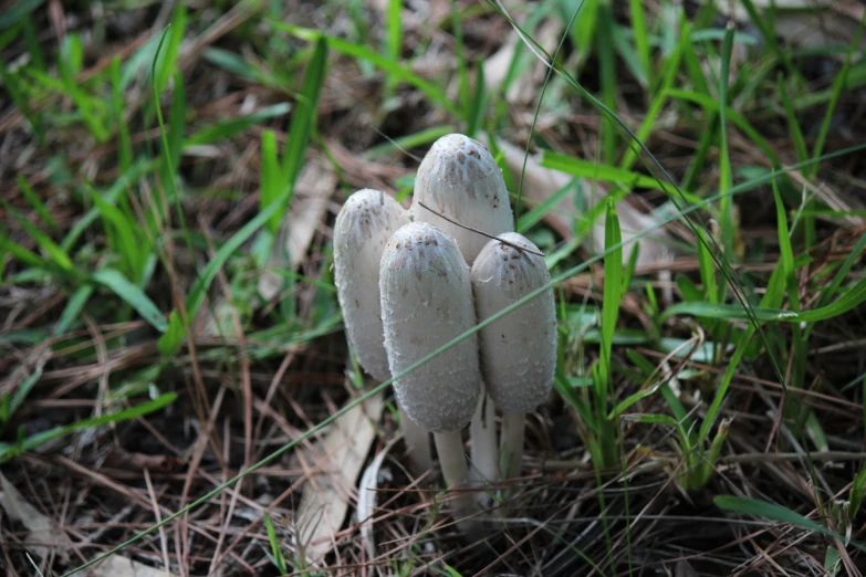 a group of small mushrooms is on the ground in the grass