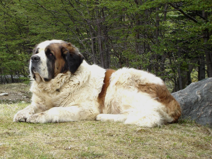 large st bernard on grass with trees in the background