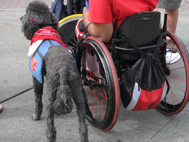 a small dog on a leash stands by a person in a wheelchair