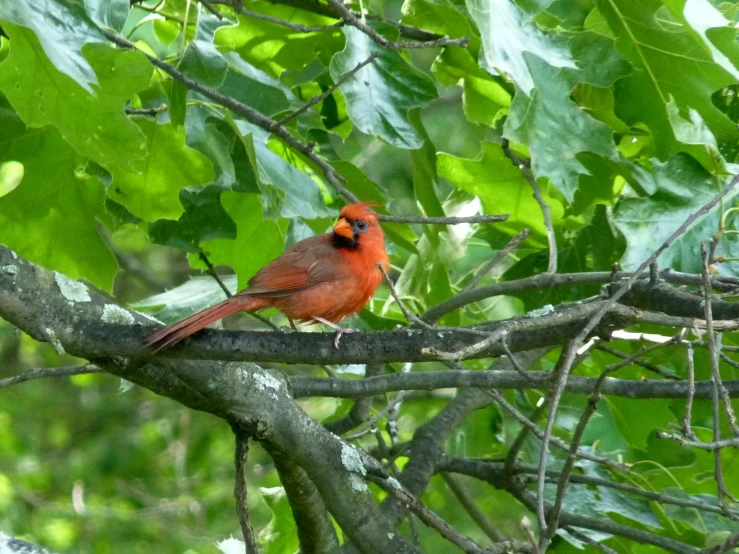 a bird is sitting on a nch in the woods