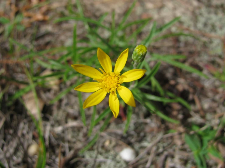 small yellow flower with an odd flower bud