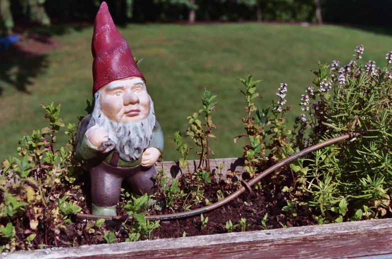 a small garden gnome peeking out from some flowers