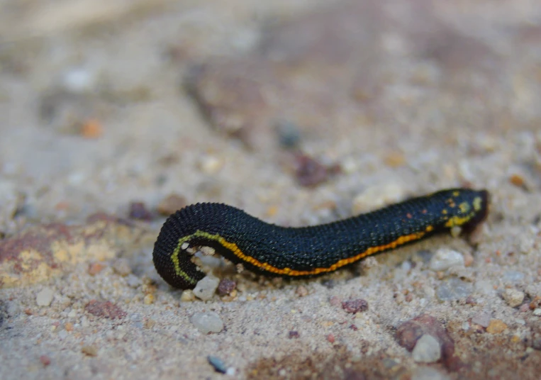 a yellow and black slug is on the ground