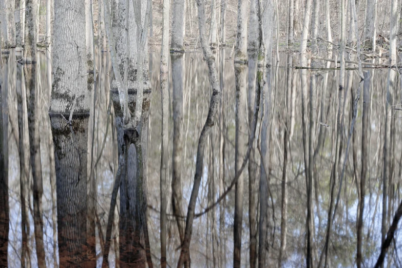 the water is full of trees in the distance