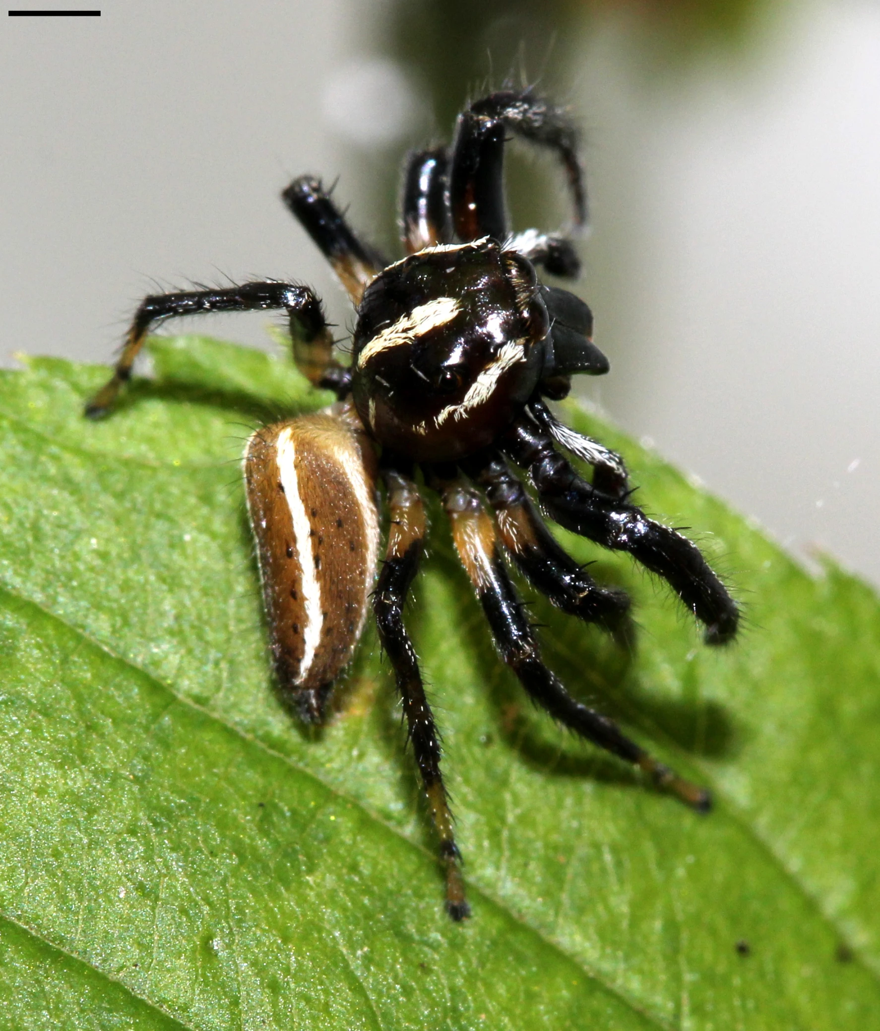 a large insect is sitting on a leaf