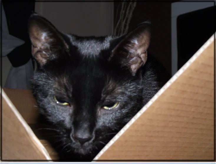 black cat with big yellow eyes staring directly at camera