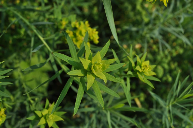 some yellow flowers and green plants in the sun