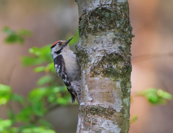 a colorful bird perched on a tree trunk