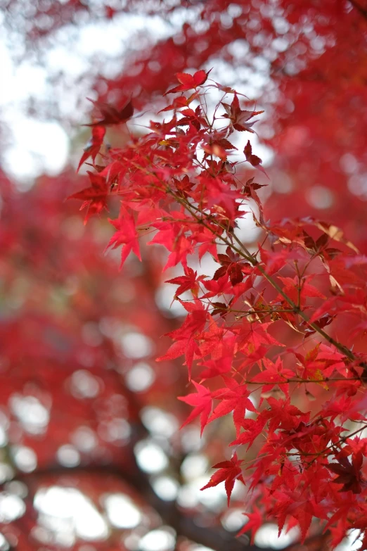 bright red autumn leaves hang from a tree