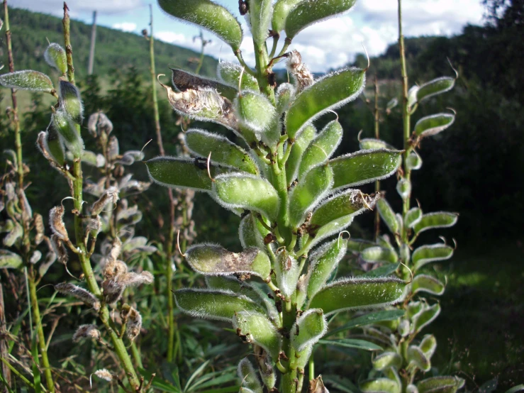 there are many green plants outside near the mountains