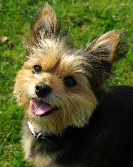 a small brown dog with black and tan ears is standing in the grass