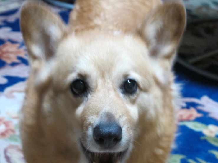 an orange dog is smiling for a picture