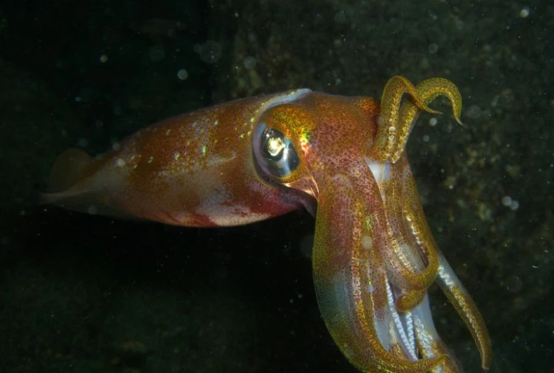 an odd looking octo that is standing up