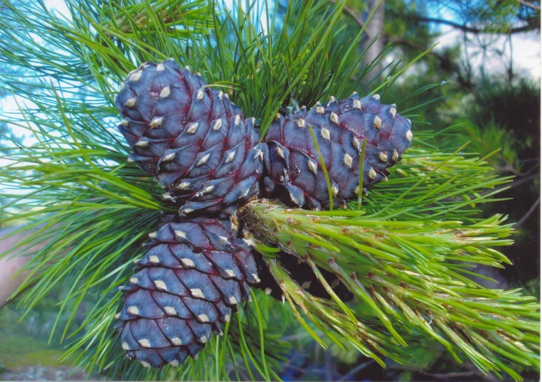 two cones on a pine tree nch