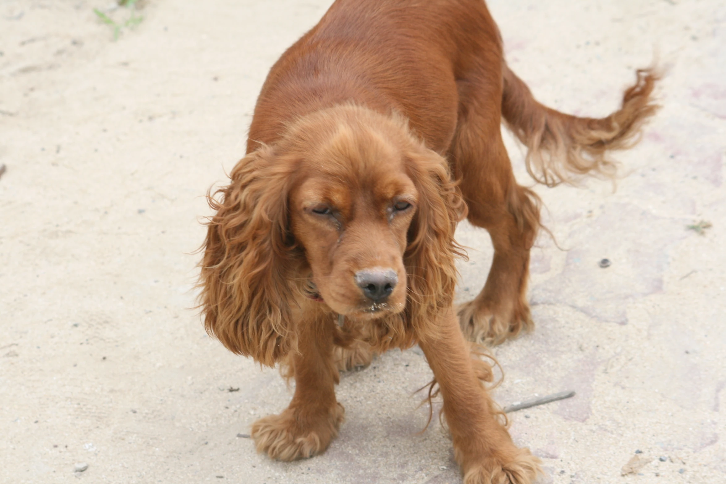 the young dog is looking forward with his eyes closed