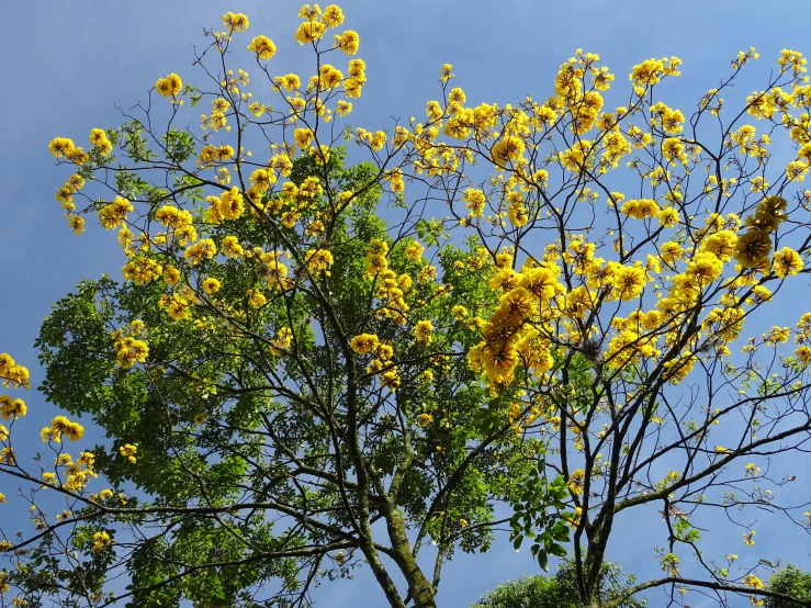 a yellow tree with some brown flowers on it