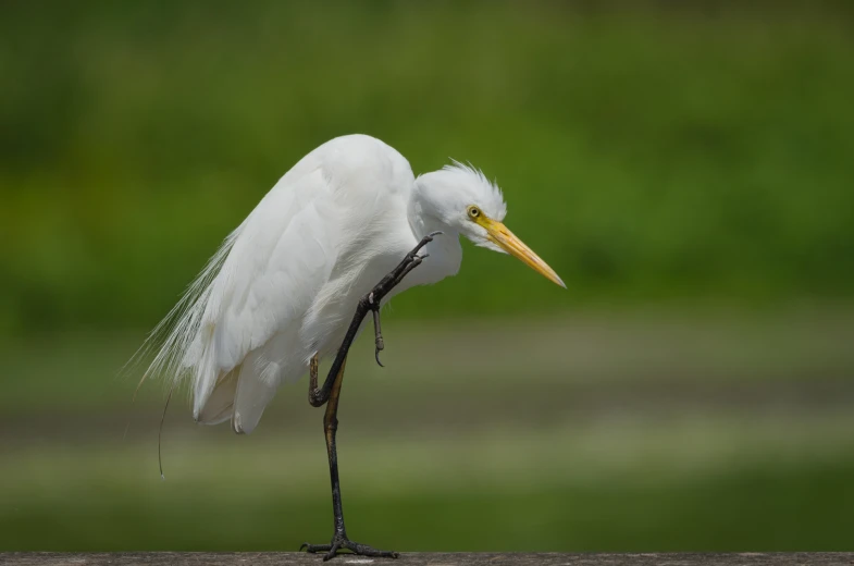 a white bird with a long beak standing on top of a table