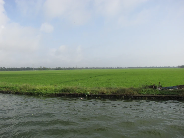 green grass growing along a body of water