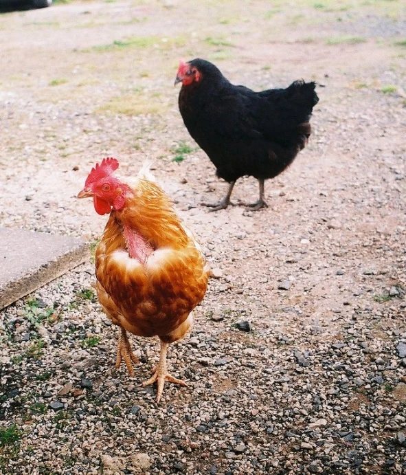 two chickens standing on the ground next to each other
