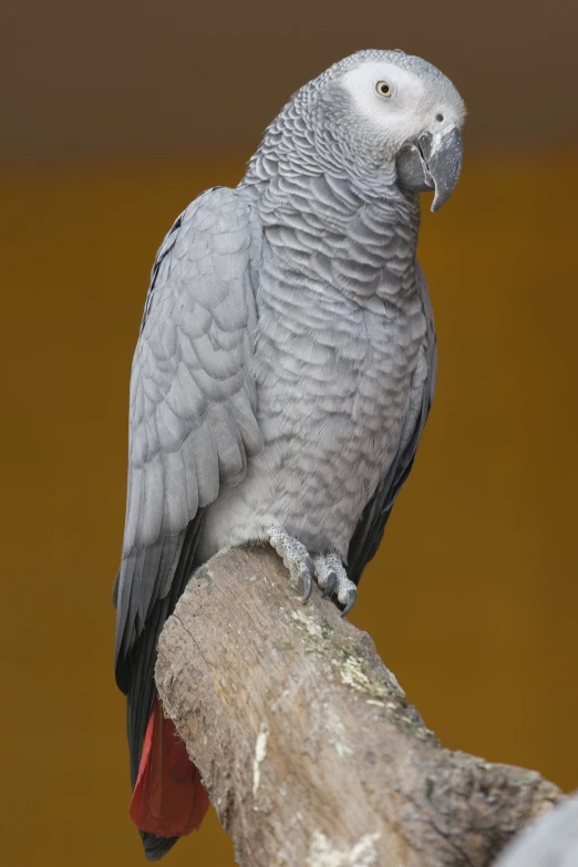 an elegant gray bird perched on a nch