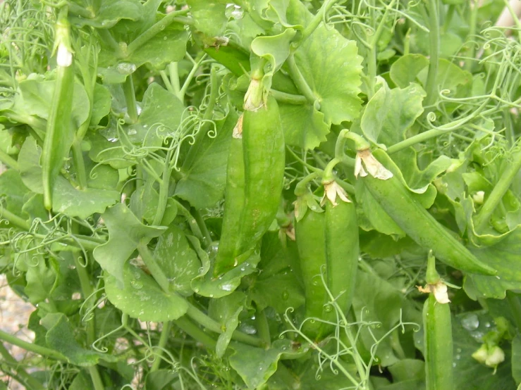 close up of some kind of green vegetable plant