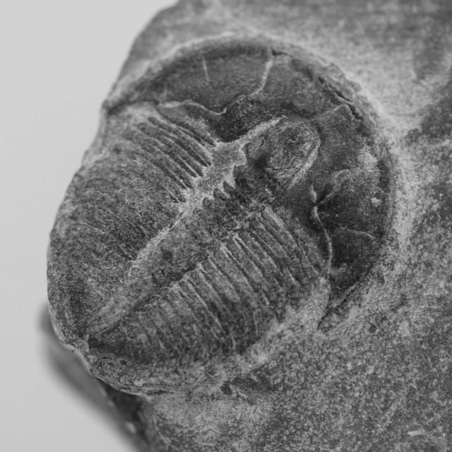 a piece of stone with black and white images of fossil animals