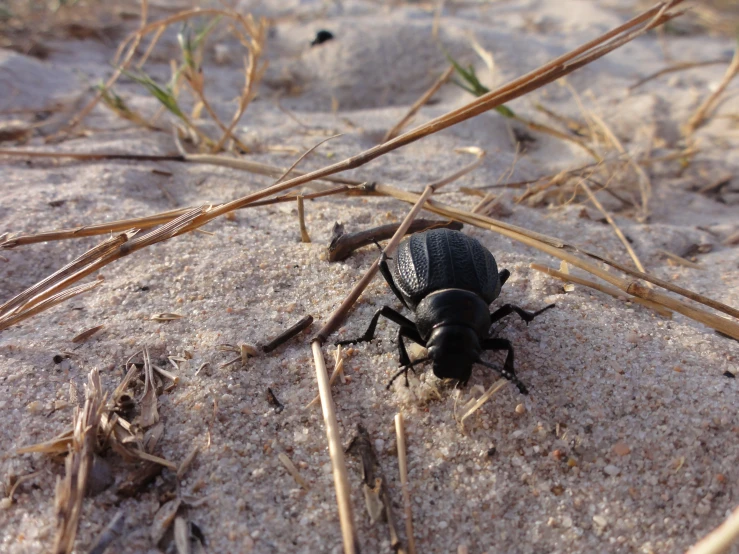 the small insect is walking around on the sandy ground