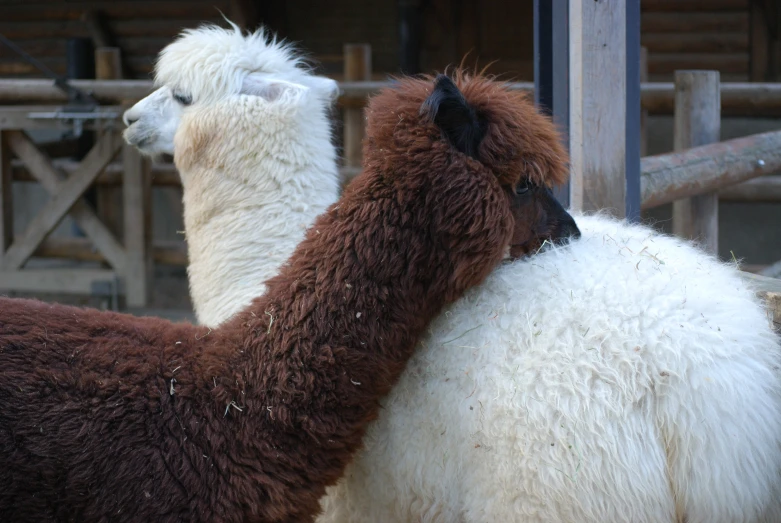two llamas are together while one of them is touching his forehead