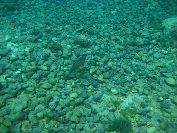 the underwater view of rocks and gravel