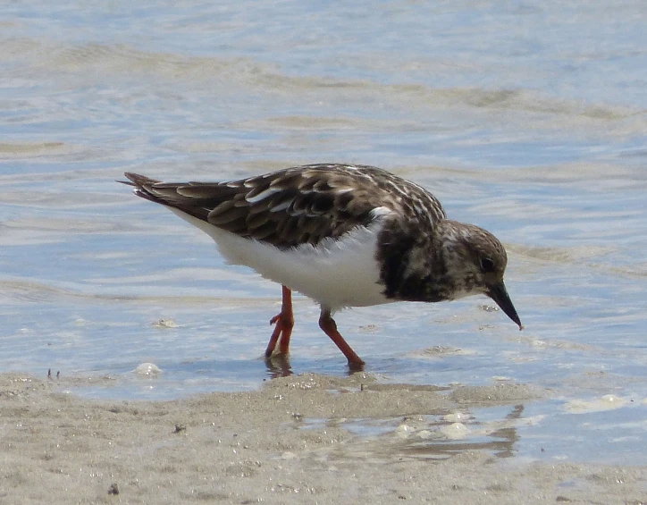 a black and white bird on the beach is dipping its beak in the water