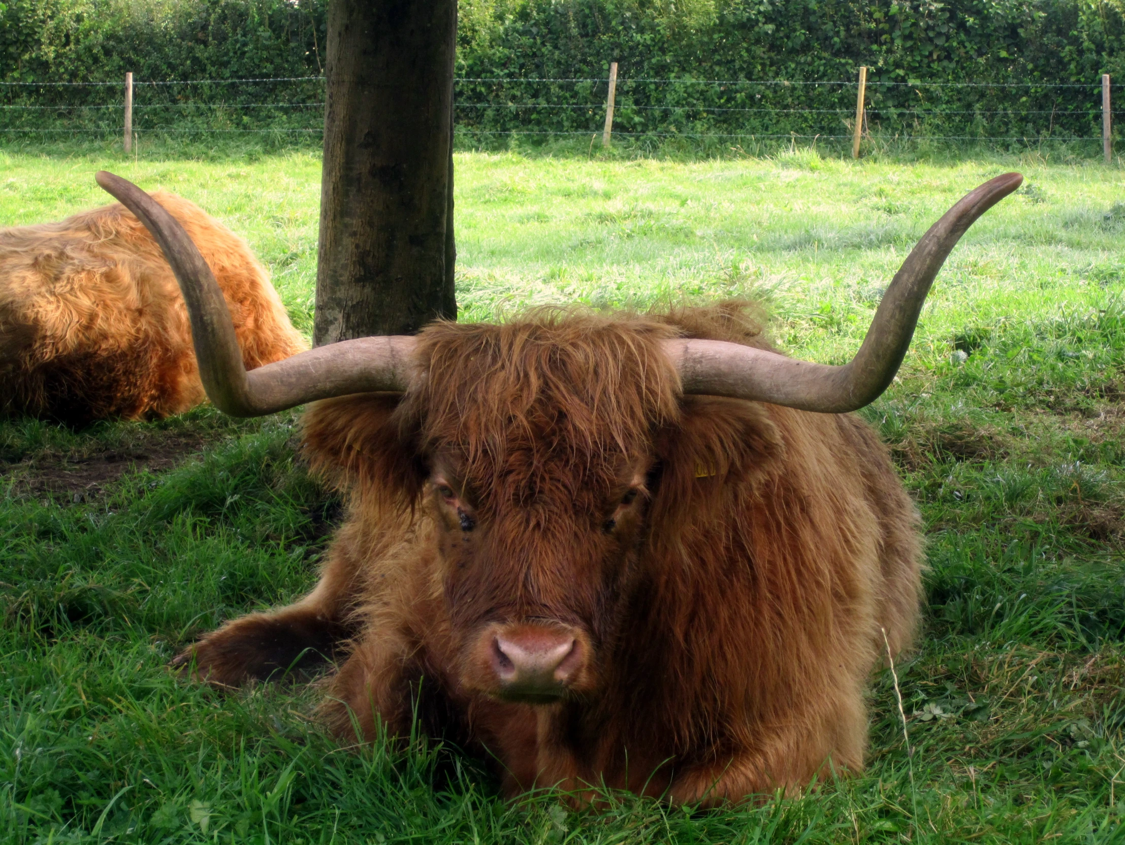 a large yak with long horns sitting under a tree