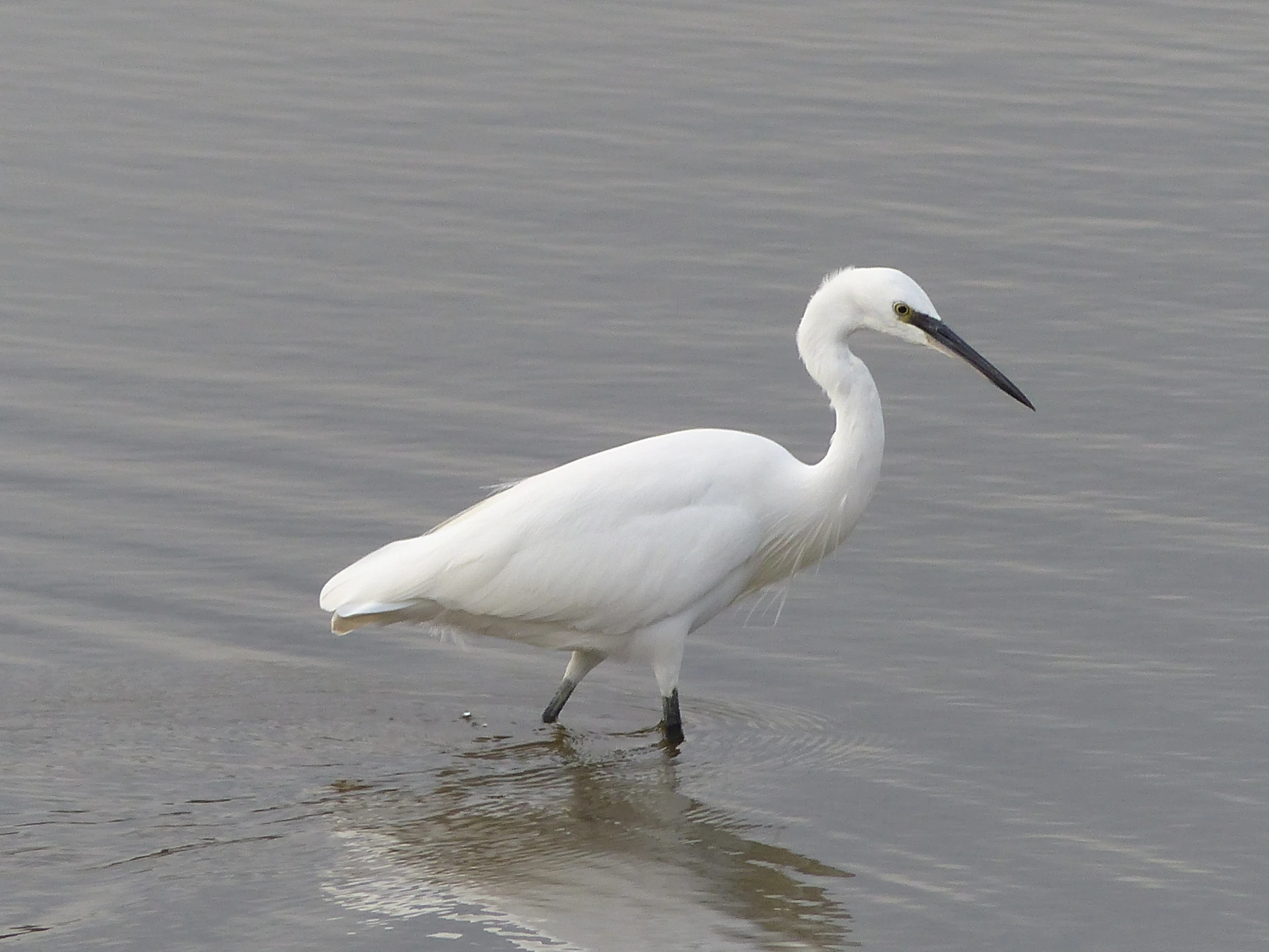 the white crane is standing in the water