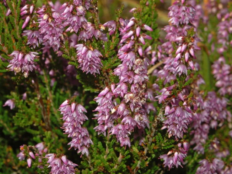 purple flowers on a tree outside in the sun