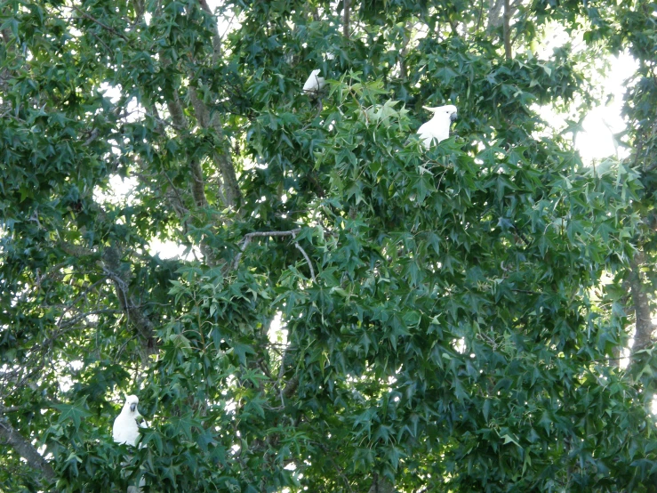 a bunch of white birds perched on the nches of a tree