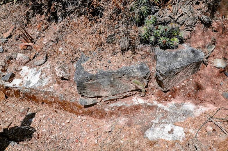 a dirt road with rocks and plants and brown grass