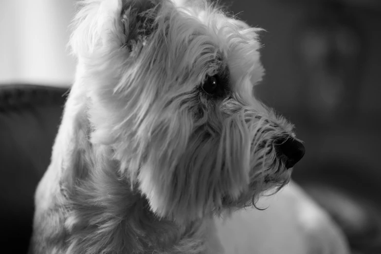 a black and white po of a dog looking off to the side