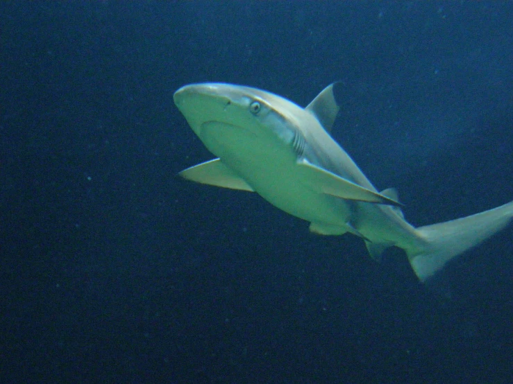 a very large fish is swimming very close to the ground