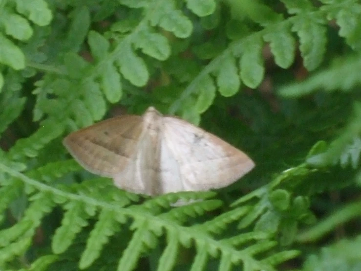 a small erfly is perched on a leaf