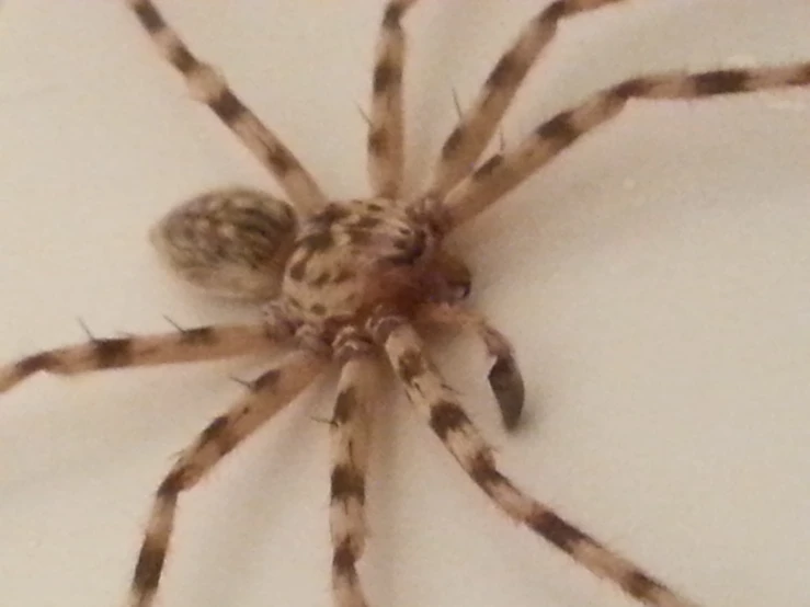 a large brown spider with black spots on its abdomen