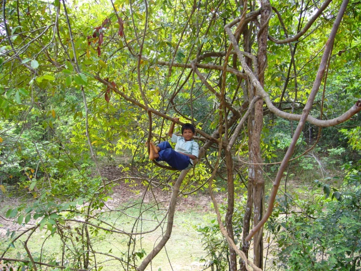 a man sitting in the middle of a tree