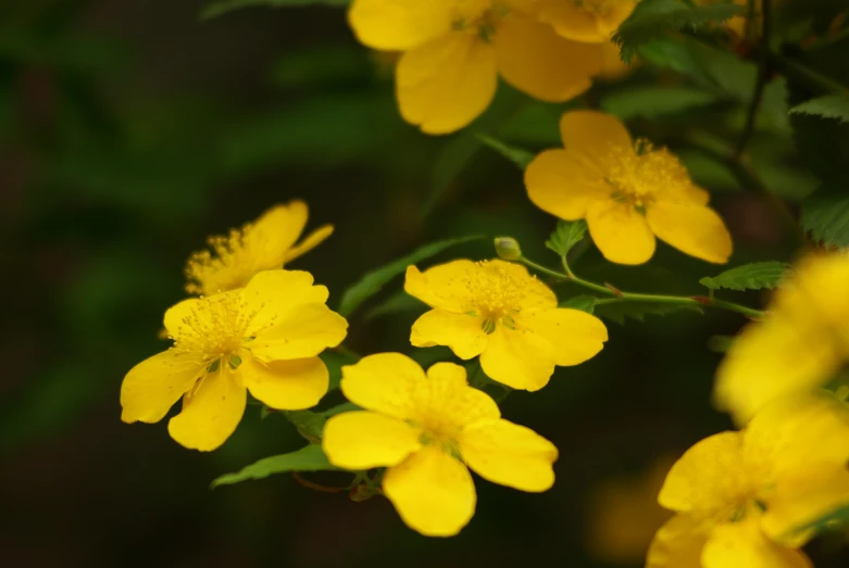 a cluster of yellow flowers blooming in the forest