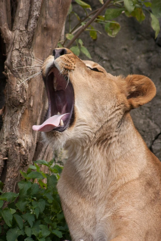 a lion has his mouth open showing a sharp grin