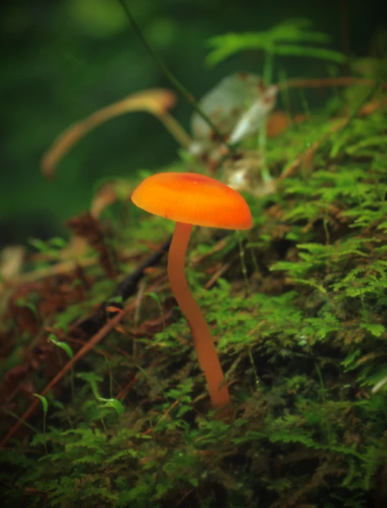 a bright yellow fungus is growing in the moss